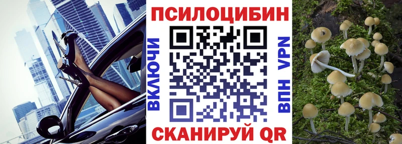 где найти   Гвардейск  Псилоцибиновые грибы Psilocybine cubensis 